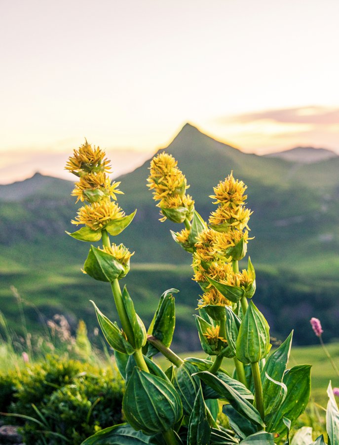 La gentiane et la verveine du Velay