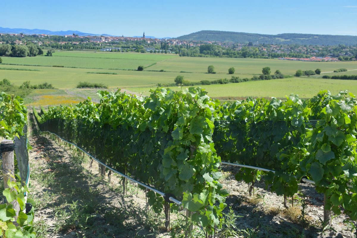 Madargue, cru de l'AOC Côtes d'Auvergne près de Riom